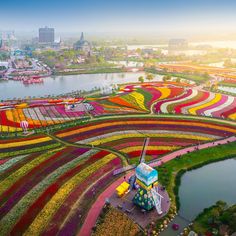 Dutch Tulip Fields Aerial