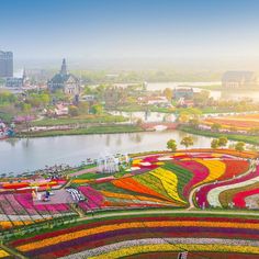 Dutch Architecture Tulip Fields